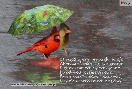 KARTKI Z WIERSZYKAMI - joe.pl_dwie-papugi-pod-parasolem.gif