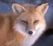 zwierzęta - Fox2.jpg