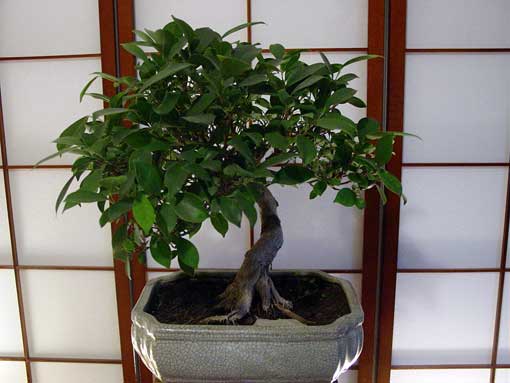 bonsaii drzewka - 9.jpg