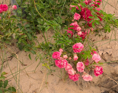 Róże - Wild Roses on the Dunes.jpg