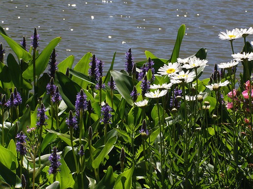 Stokrotki margaretki - natural white daisy flowers.jpg