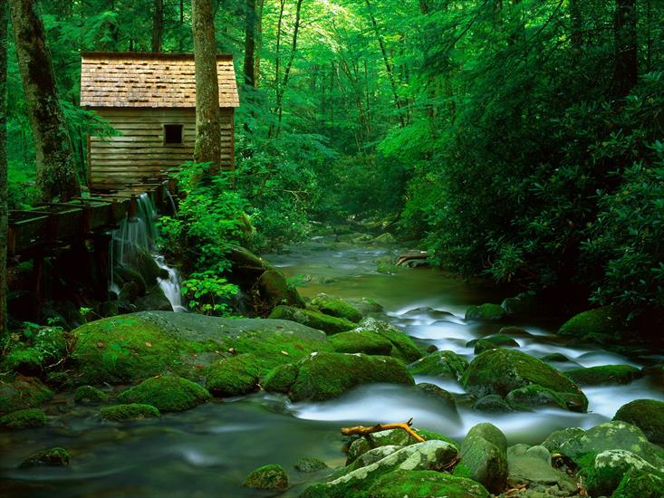 Krajobrazy - Reagan Mill, Roaring Fork, Great Smoky Mountains National Park, Tennessee.jpg