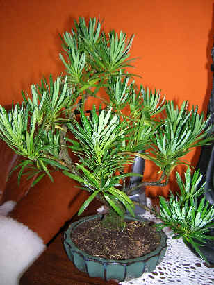 DRZEWKA BONSAI - bonsai 114.jpg
