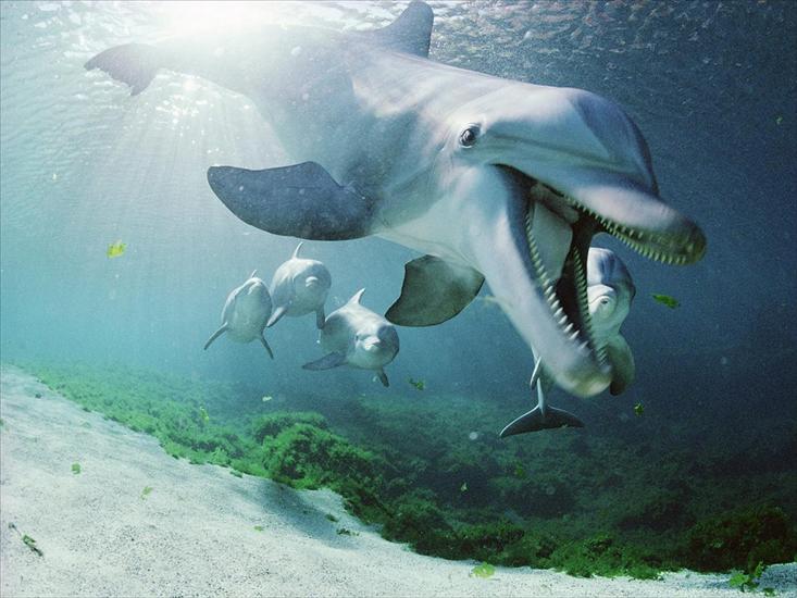 Podwodny świat - Bottlenose Dolphins, Hawaii.jpg