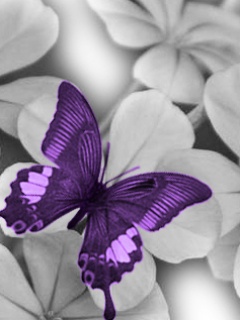  Tapety  - Butterfly.jpg