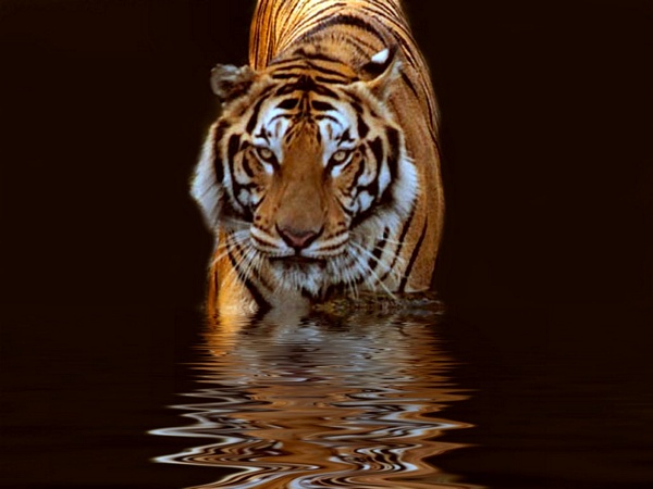 Zwierzęta - tapety-tygrysy-11.jpg