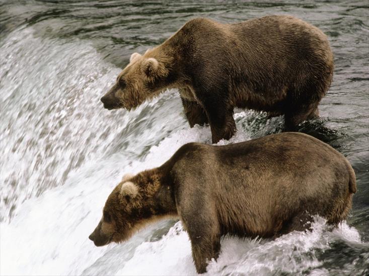 2 - Brown Bear, Katmai National Park, Alaska.jpg