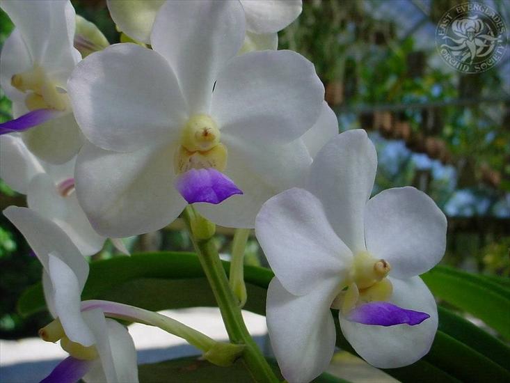 kwiaty - orchidee 11.jpg