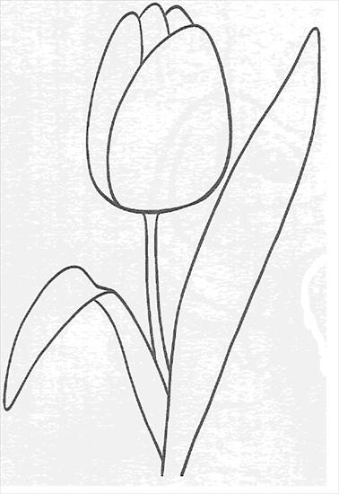 kwiaty - tulipan.bmp.jpg
