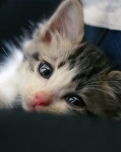 Tapety - My_Cute_Cat_Ever.jpg