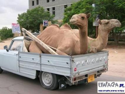 moje dodane - 1255_jul25gal42-lazy-camels.jpg