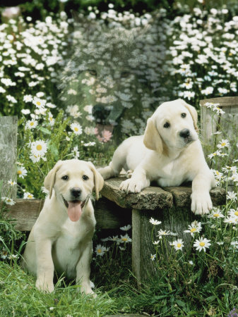 psy rasowe - 1142357Two-Young-Labradors-in-a-Daisy-Field-UK-Posters.jpg