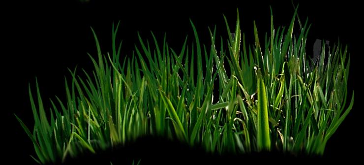Trawy i gałązki - marsh grasses 2 by WammyP-mle.png