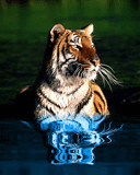 Animacje 128-160 - tygrys02.gif