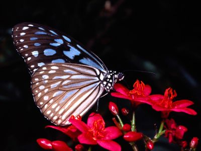 Motyle - normal_Danaus Limniace.jpg