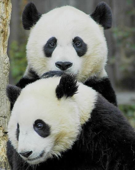  panda - picture-animal-panda-bears-ucumari.jpg