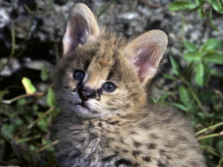 DZIKIE KOTY - african_serval_kitten.jpg
