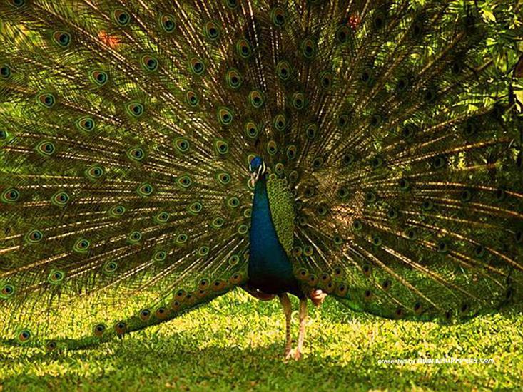 Zwierzęta - peacock_wildlife1024.jpg