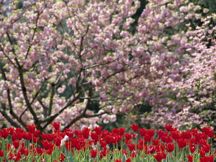 wiosna - Flowering Dogwoods and Tulips, North Carolina.jpg