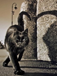 Zwierzęta - Black_Cat.jpg