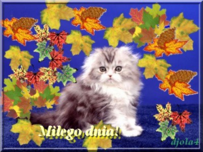Dzień dobry miłego dnia - kot w liściach.jpg-poprawiony.jpg