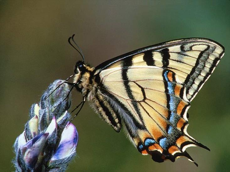 Piękne motyle - MOTYLE 369.jpg