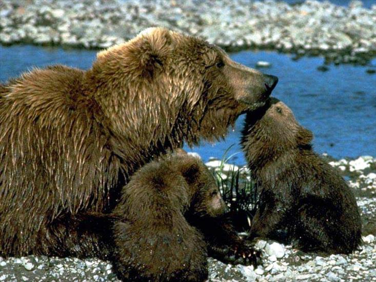 Niedźwiedź brunatny - brown-bears.jpg