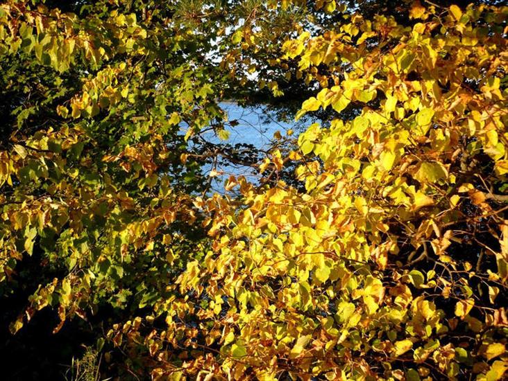 zdjęcia 2 - barwy jesieni na Wiewiórczej.jpeg