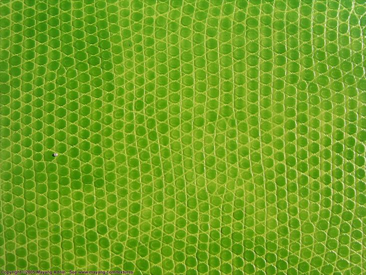 Plastik makro - fake_green_snakeskin_material_9271264.JPG