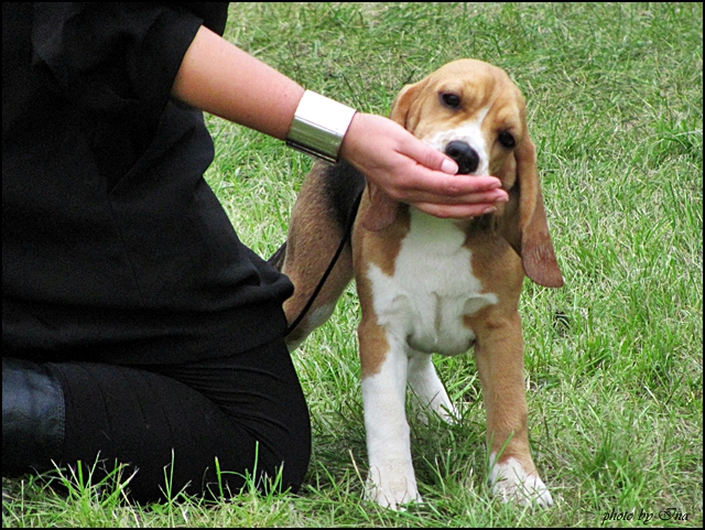 Beagles - IMG_1576.jpg