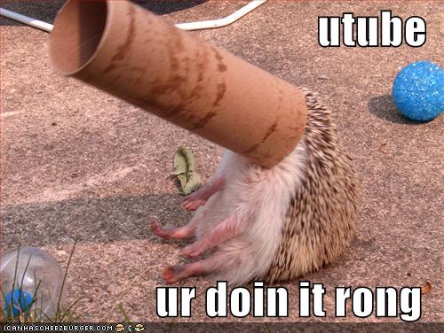 Śmieszne - funny-pictures-hedgehog-paper-roll-youtube.jpg