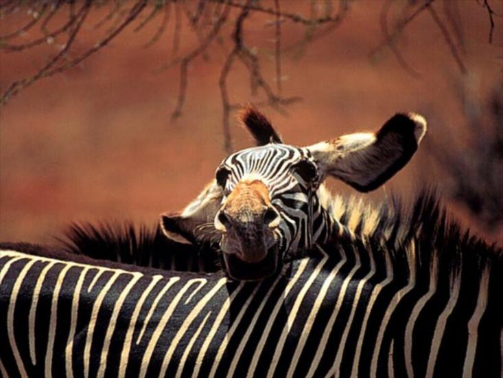 Zwierzęta - Wallpapers_Tiere_Animals_Voegel_Zebras_002.jpg