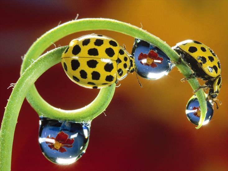 Owady - Twenty-Two-Spotted Ladybird Beetles.jpg