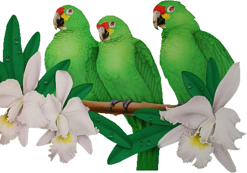 gify papugi - ptaci8.gif