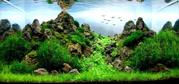 foto - aquascape20102130747mou.jpg