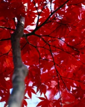 Tapety - Red_Tree.jpg