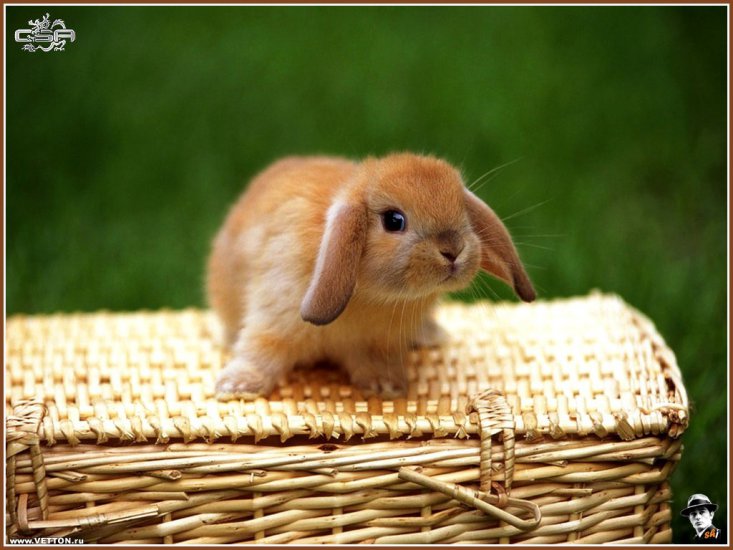 Różne - królik baran.jpg