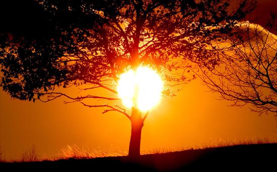 Wschody i zachody słońca - słońce i drzewo.jpg