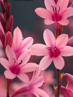 Kwiaty - Pink Flowers.jpg