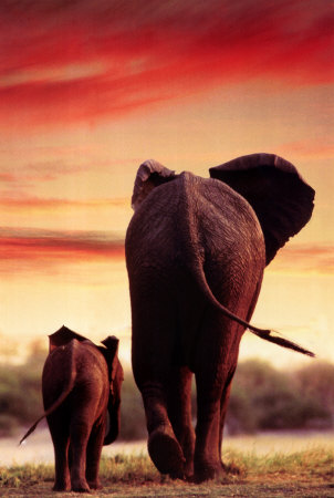 Elephants - 19.jpg