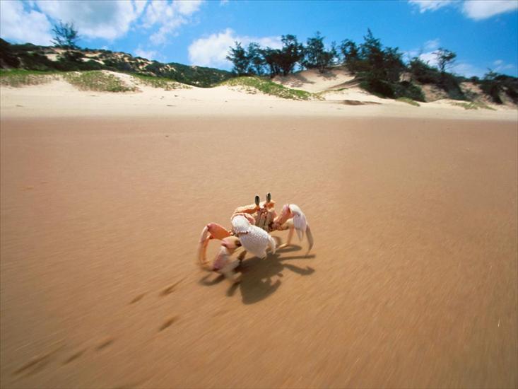 Tapety Ocean - Sidesteppin, Crab, Bazaruto, Mozambique.jpg