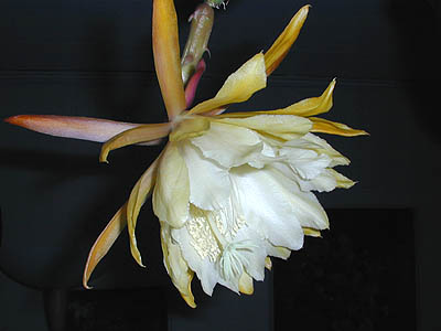 Epiphyllum - epi_georg_french3.jpg