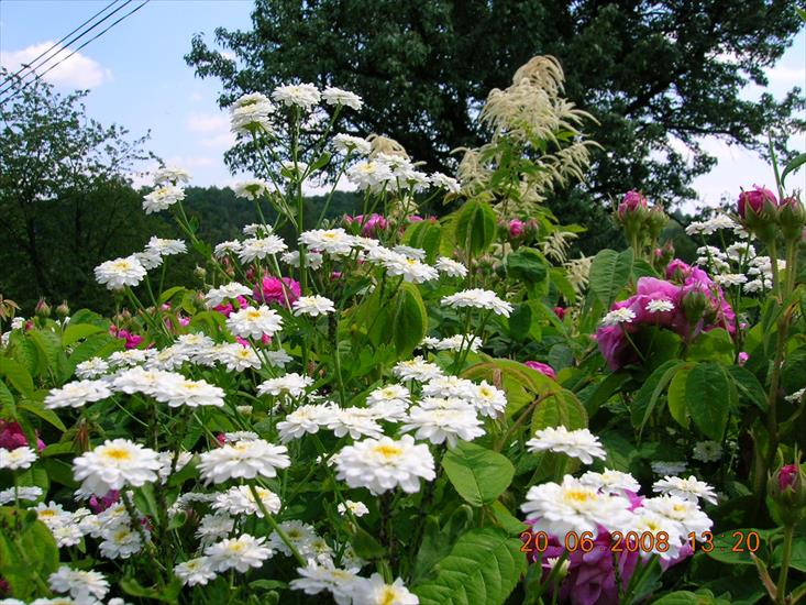 Kwiaty Kwiatuszki - DSCN7635.JPG
