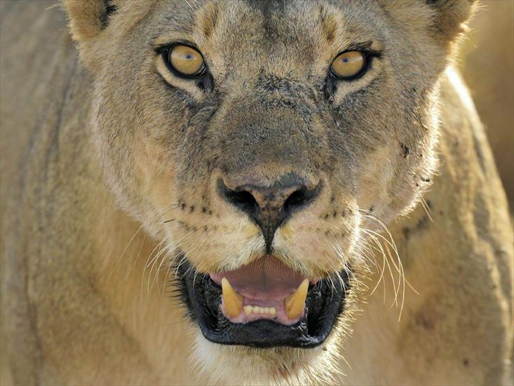 Park Narodowy Serengeti - Female_African_Lion_Serengeti_National_Park_Tanzania_1440x1080.jpg