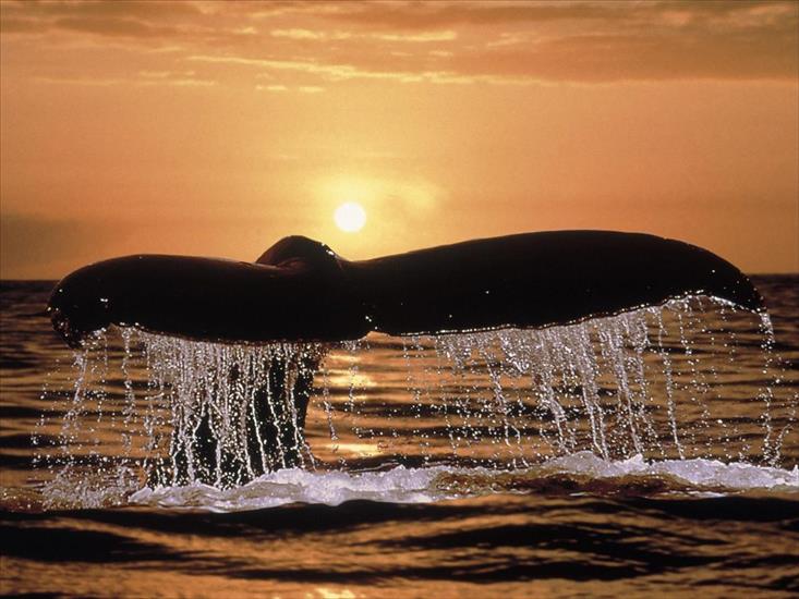 głębia oceanu - Humpback Whale Tail.jpg
