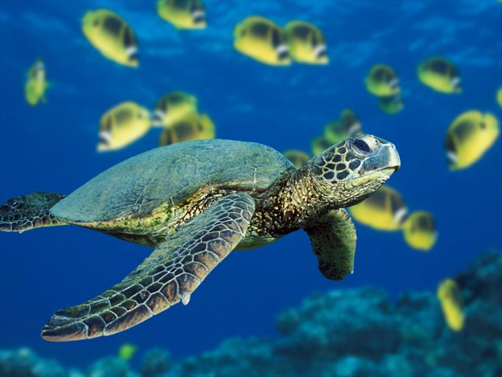 obrazki - Green Sea Turtle.jpg