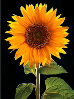 tapety - Sunflower.jpg