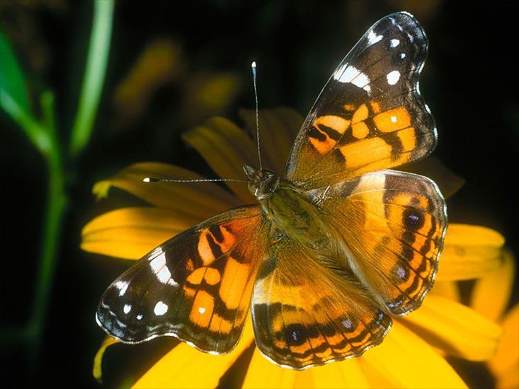 Piękne motyle - motyle_029.jpg