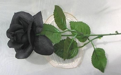 kartki  , kwiaty,żałoba - czarna róża.bmp