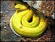 Avatary - snake-2.jpg